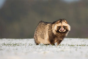 Why are Raccoon Dogs illegal? Cute but Complicated